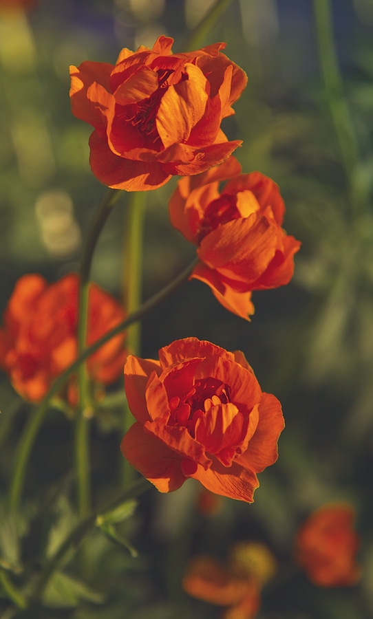 photo "***" tags: nature, flowers