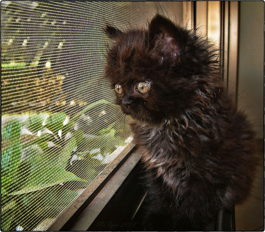 photo "Window" tags: genre, nature, pets/farm animals