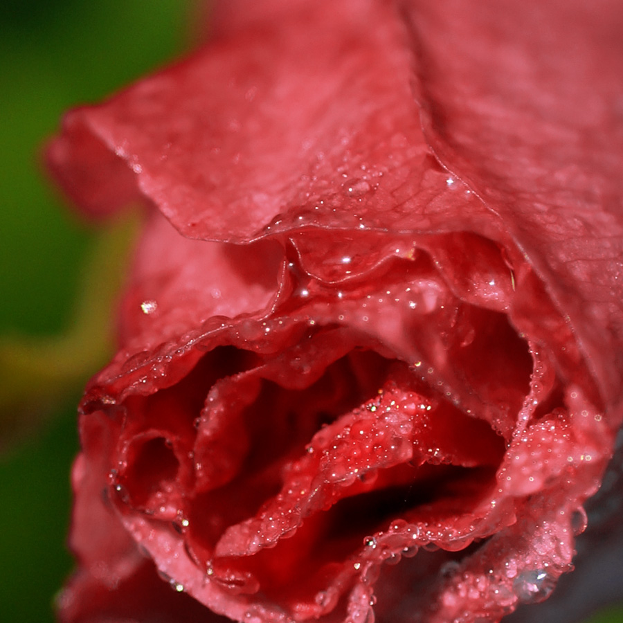 photo "***" tags: macro and close-up, 