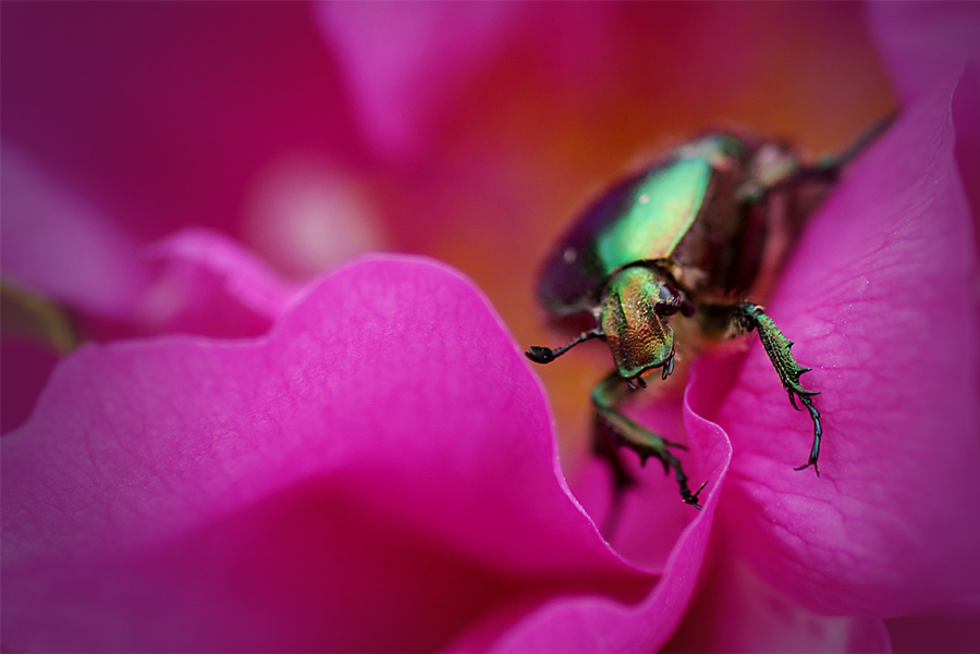 photo "***" tags: macro and close-up, 