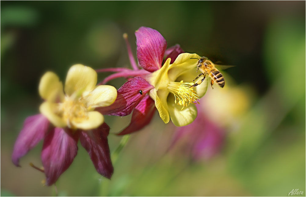 photo "***" tags: nature, flowers, insect