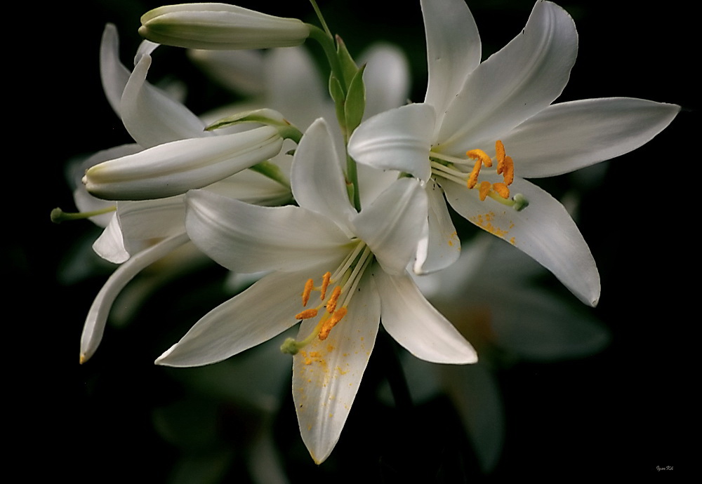 photo "***" tags: nature, flowers