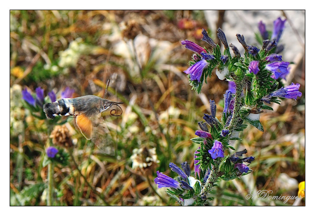 photo "The arrival" tags: nature, macro and close-up, insect