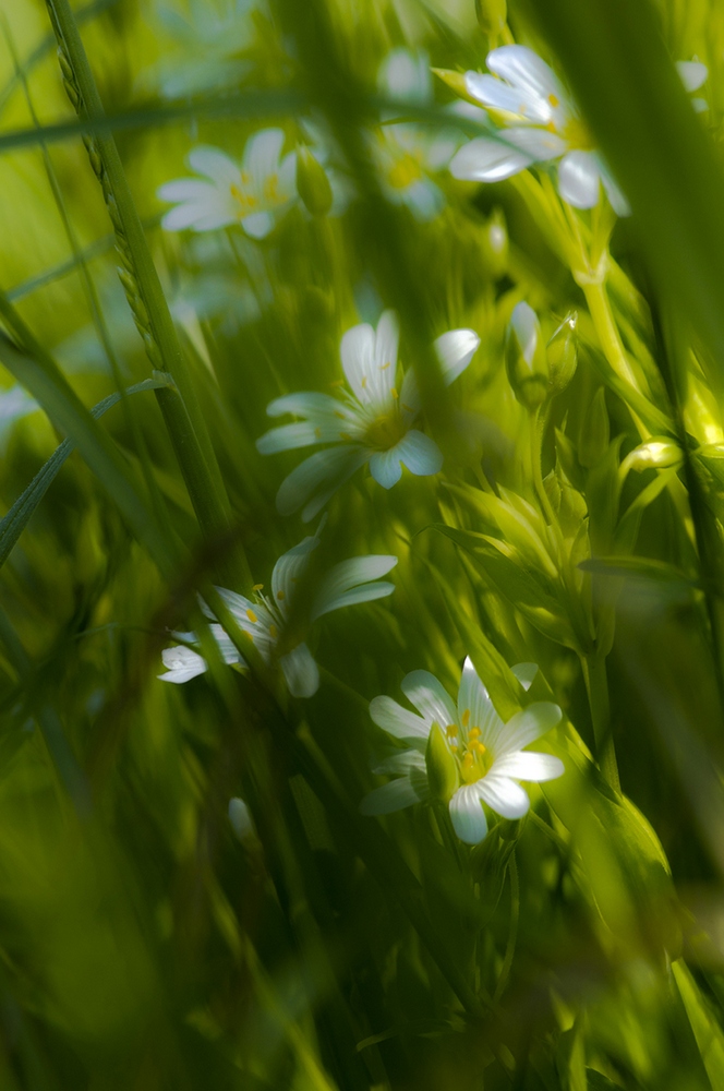 photo "***" tags: macro and close-up, nature, flowers