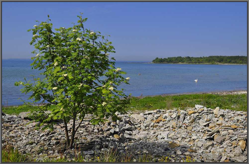 photo "***" tags: landscape, summer