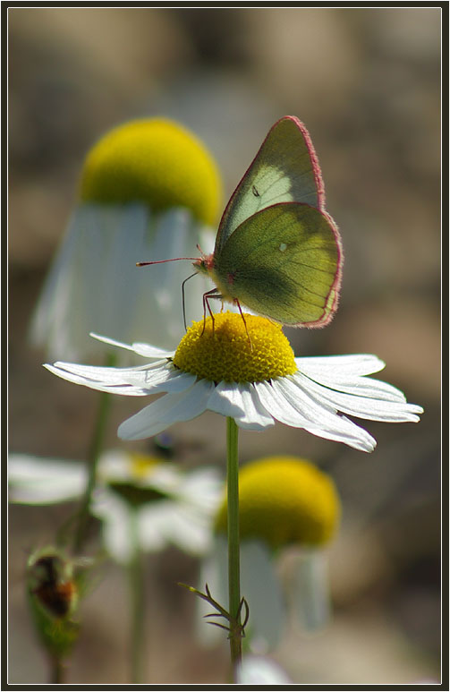 photo "***" tags: nature, flowers, insect