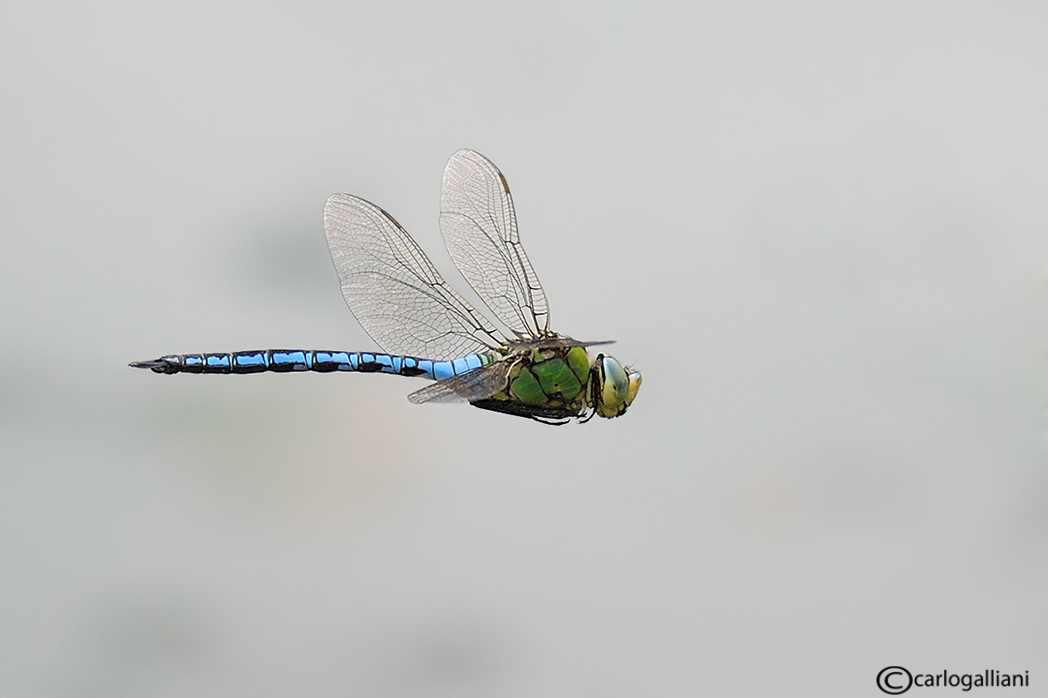 photo "Anax imperator" tags: nature, insect