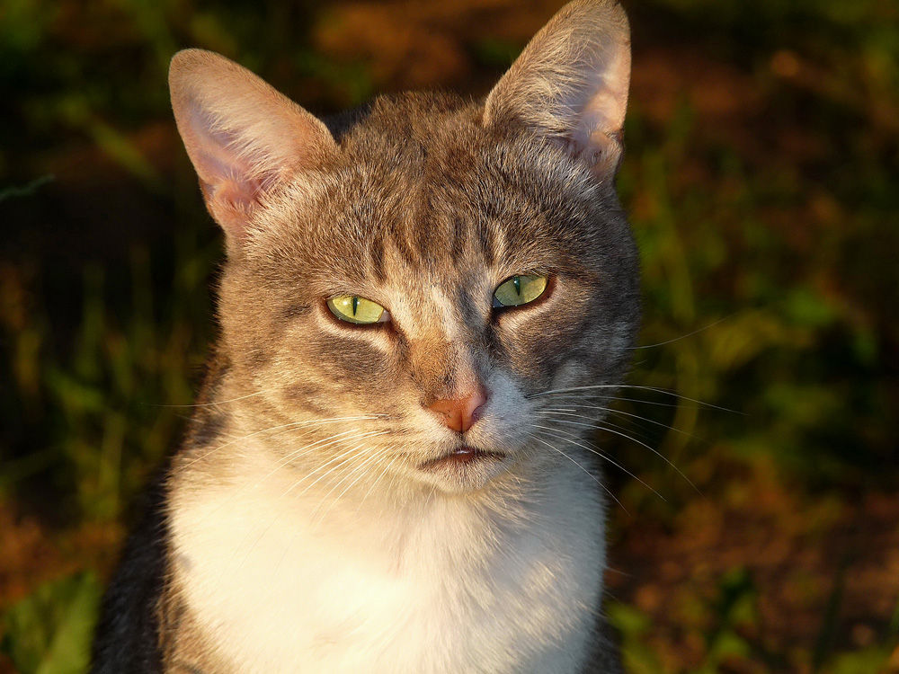 photo "***" tags: portrait, nature, pets/farm animals