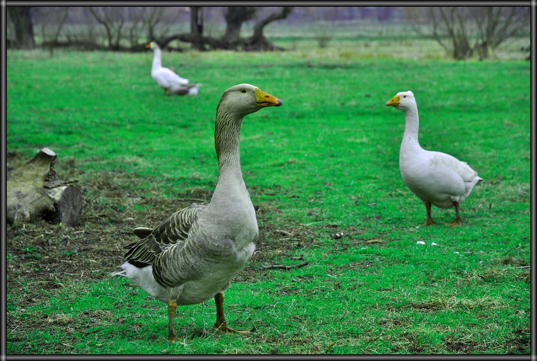 photo "***" tags: nature, pets/farm animals