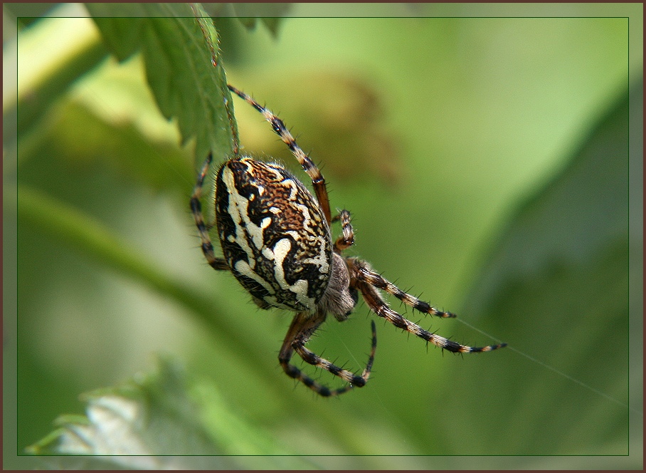 photo "Hunter" tags: nature, macro and close-up, insect