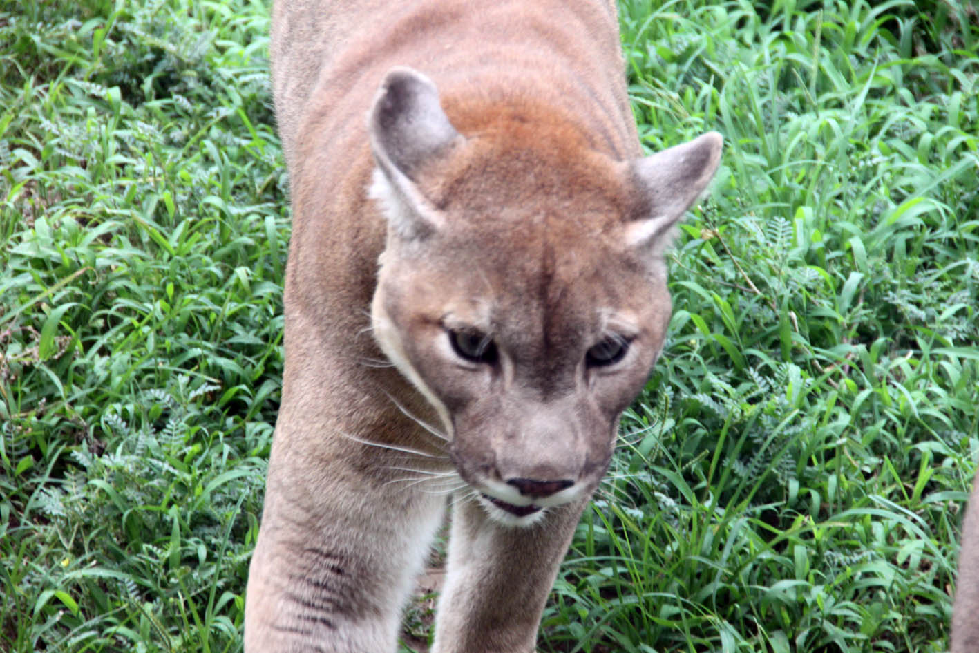 photo "***" tags: nature, wild animals