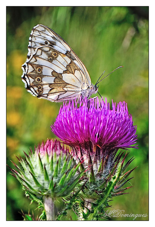 photo "***" tags: nature, insect