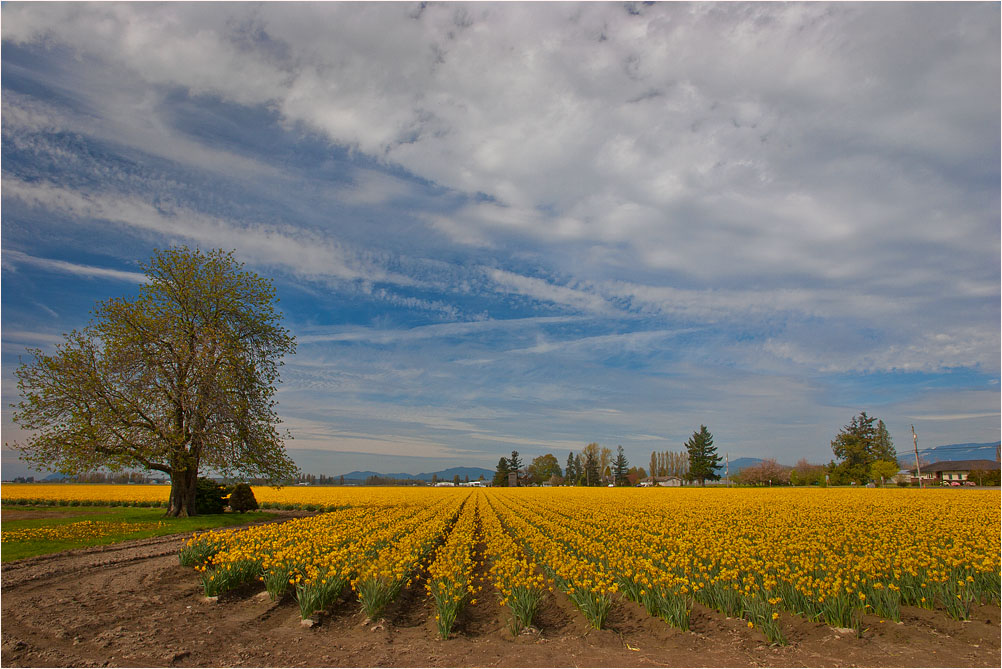 photo "***" tags: landscape, flowers, spring