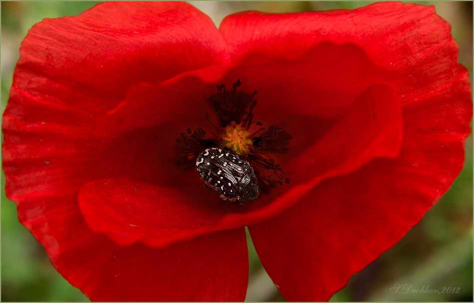 photo "Dormitorio rojo" tags: nature, macro and close-up, flowers