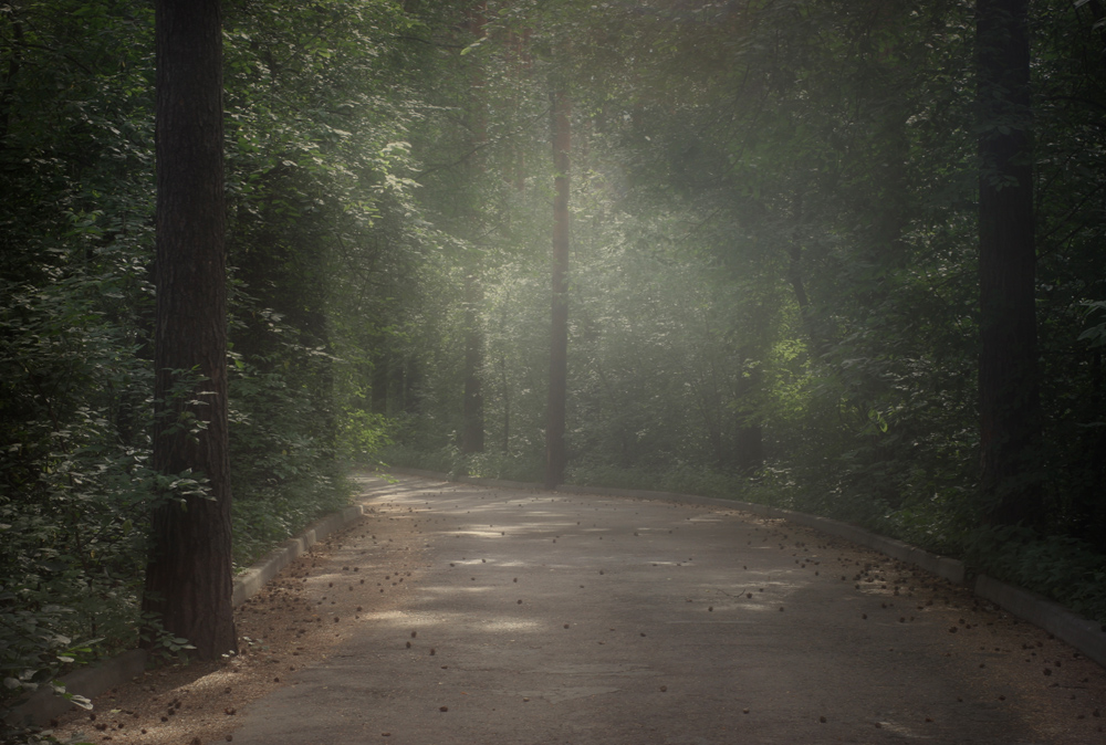 photo "***" tags: landscape, forest, summer