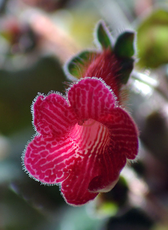 photo "***" tags: nature, flowers