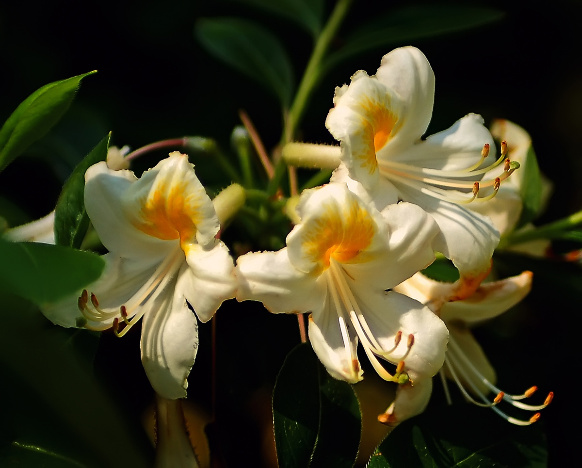 фото "Пора цветения..." метки: природа, цветы