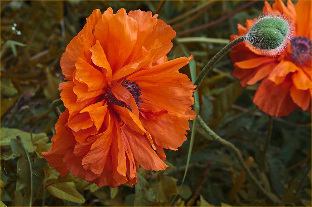 photo "***" tags: nature, flowers