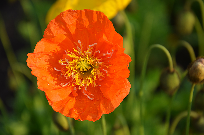 photo "***" tags: nature, flowers