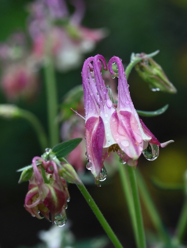 photo "***" tags: nature, macro and close-up, flowers