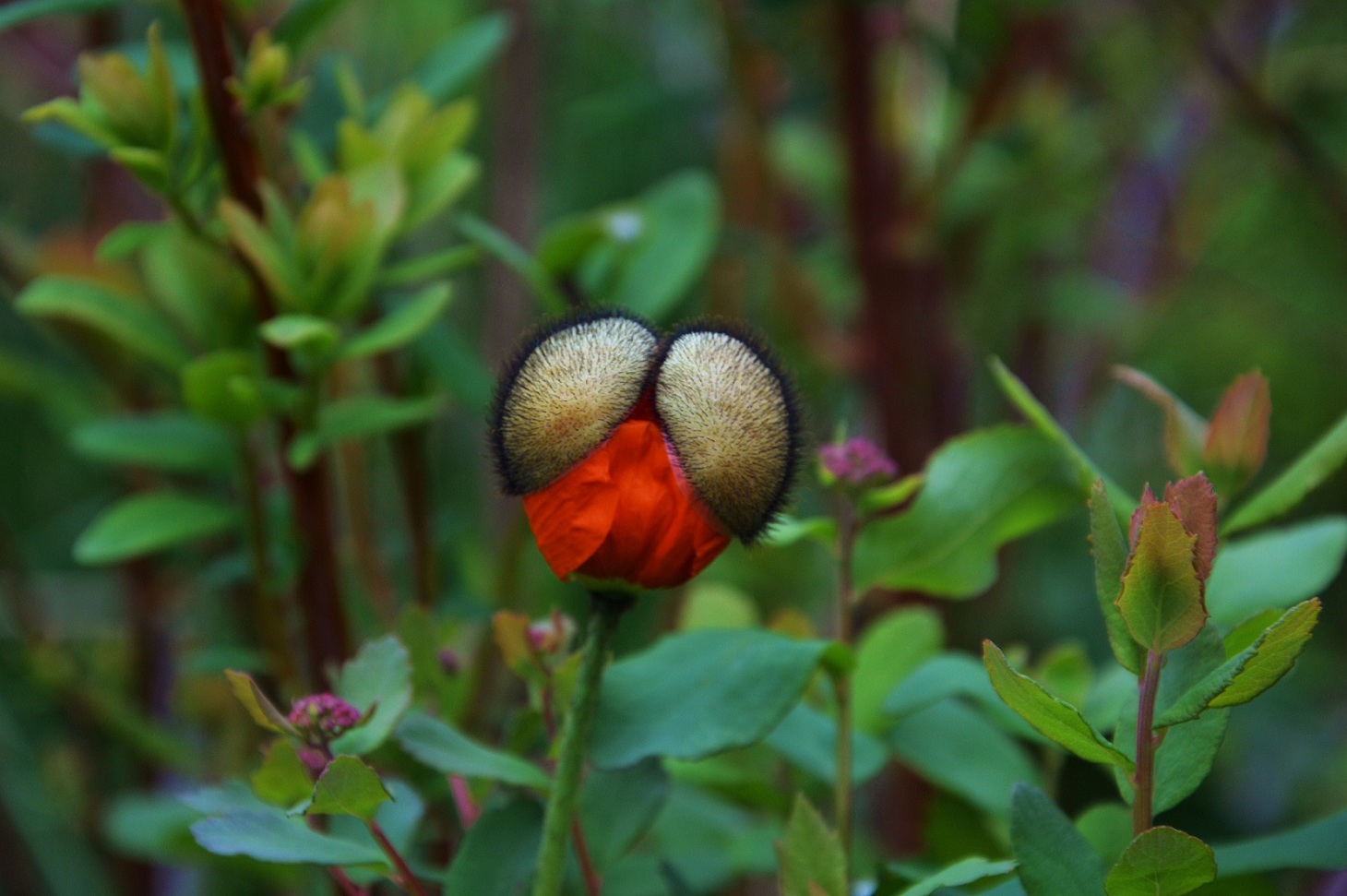 photo "***" tags: nature, flowers