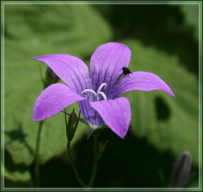 photo "Bluebell" tags: nature, macro and close-up, flowers