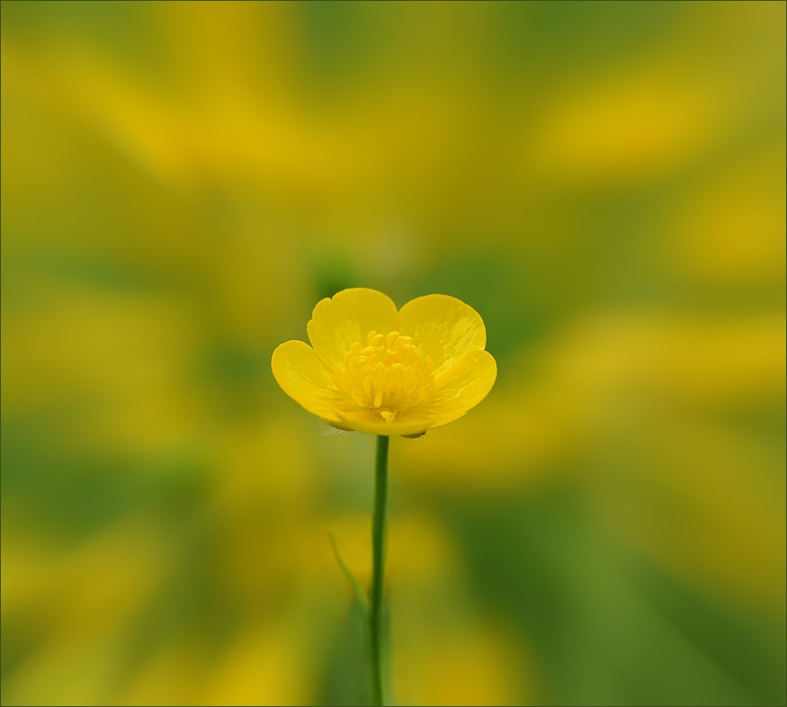 photo "Buttercup" tags: nature, flowers