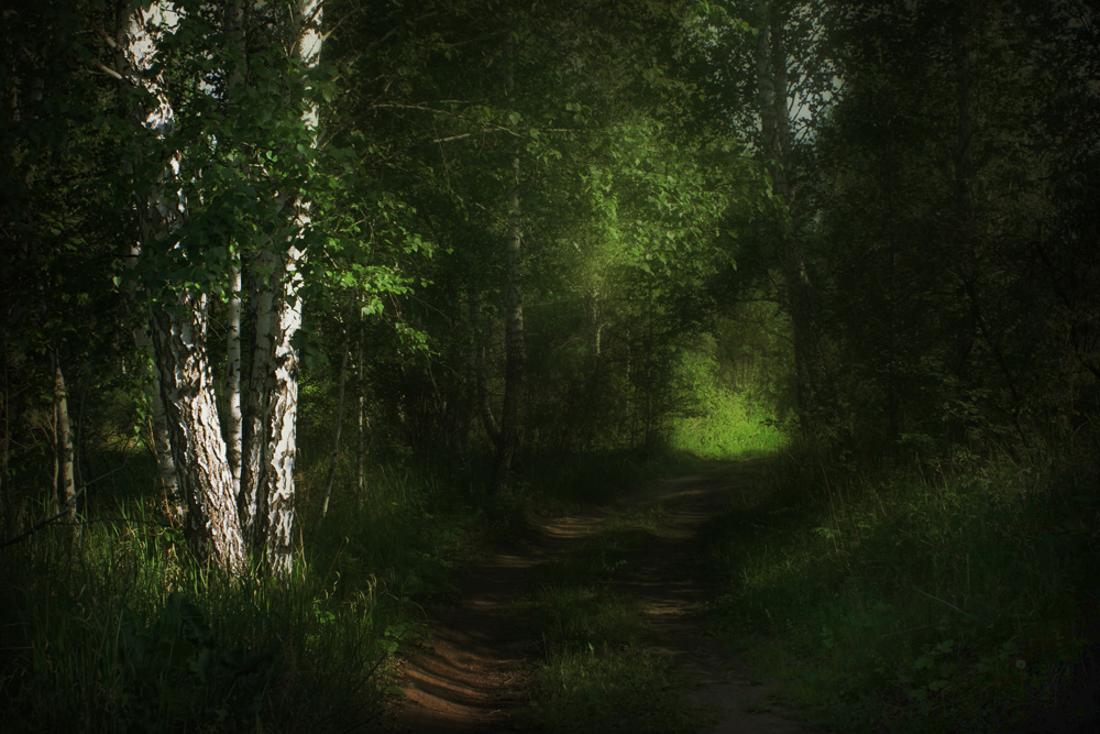 photo "***" tags: landscape, forest, summer