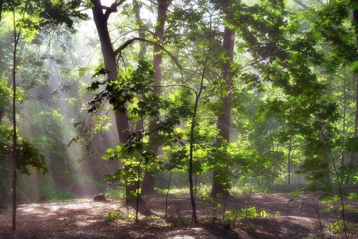 photo "***" tags: landscape, forest