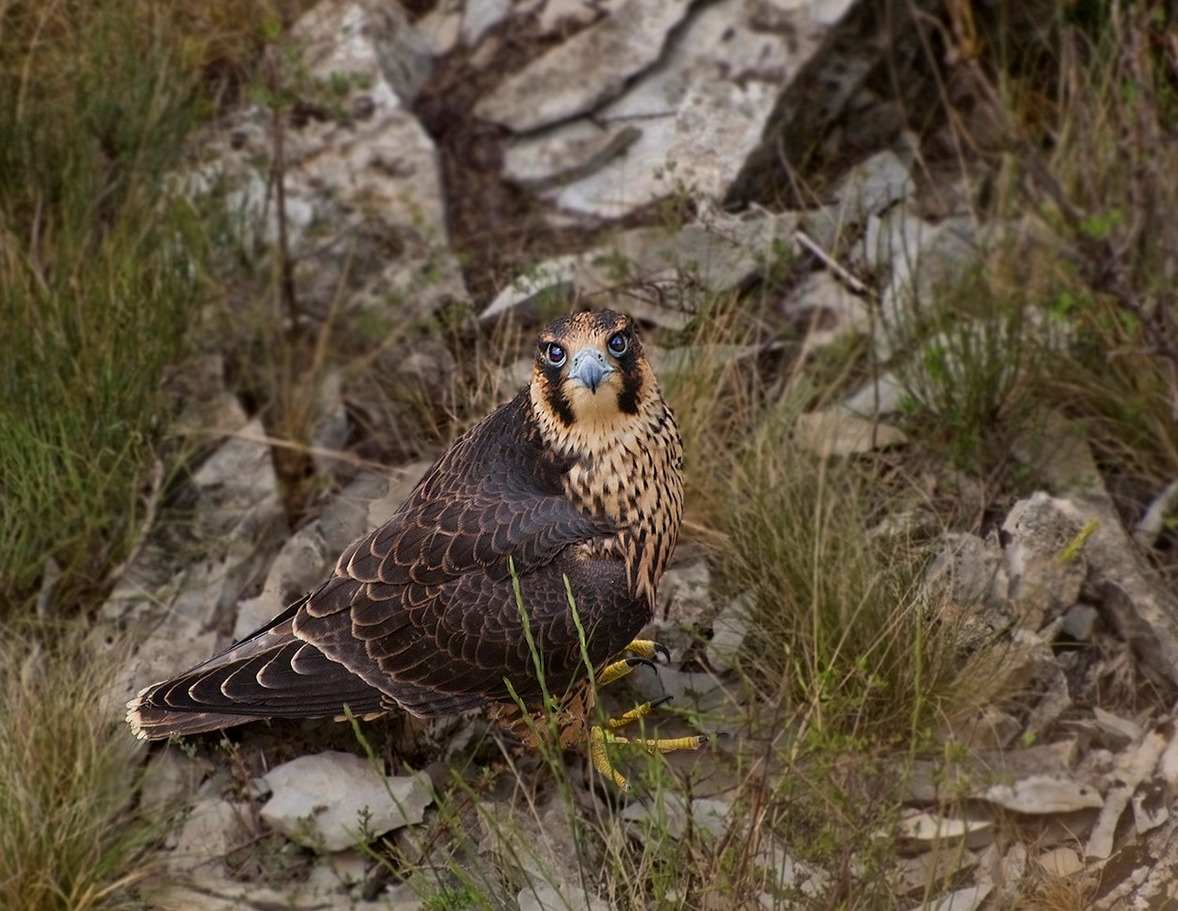 photo "***" tags: nature, wild animals