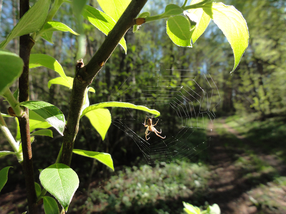 photo "***" tags: nature, insect