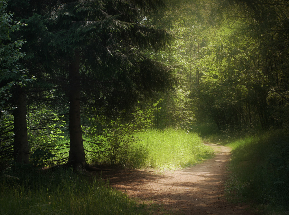 photo "***" tags: landscape, forest, summer