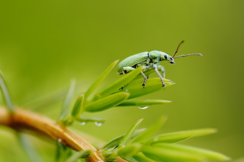 photo "***" tags: nature, macro and close-up, insect