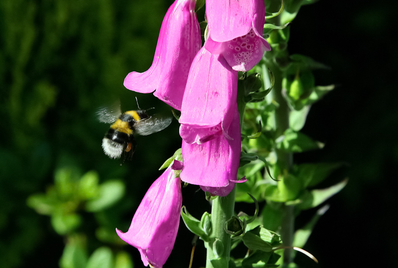 фото "white tailed bumble bee" метки: природа, насекомое