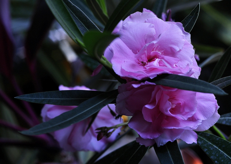 photo "***" tags: nature, macro and close-up, flowers