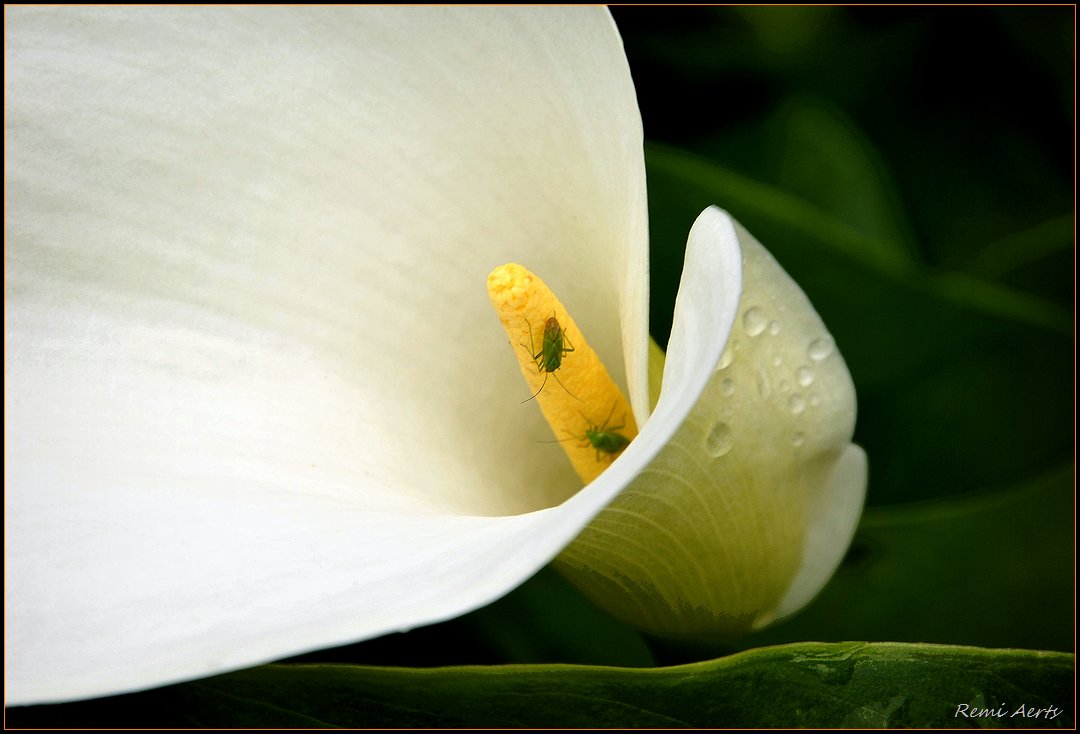 photo "***" tags: nature, flowers