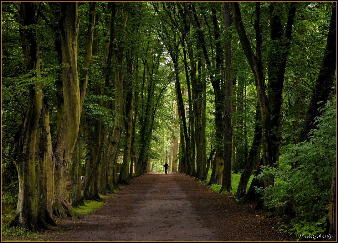 photo "***" tags: landscape, forest, summer