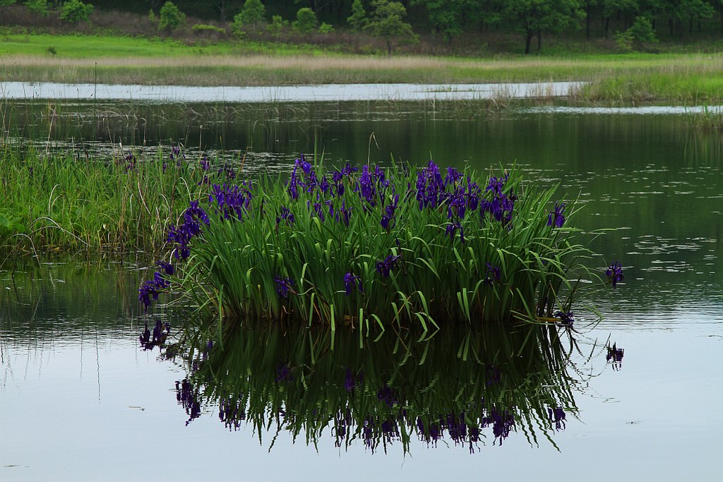 photo "***" tags: landscape, summer