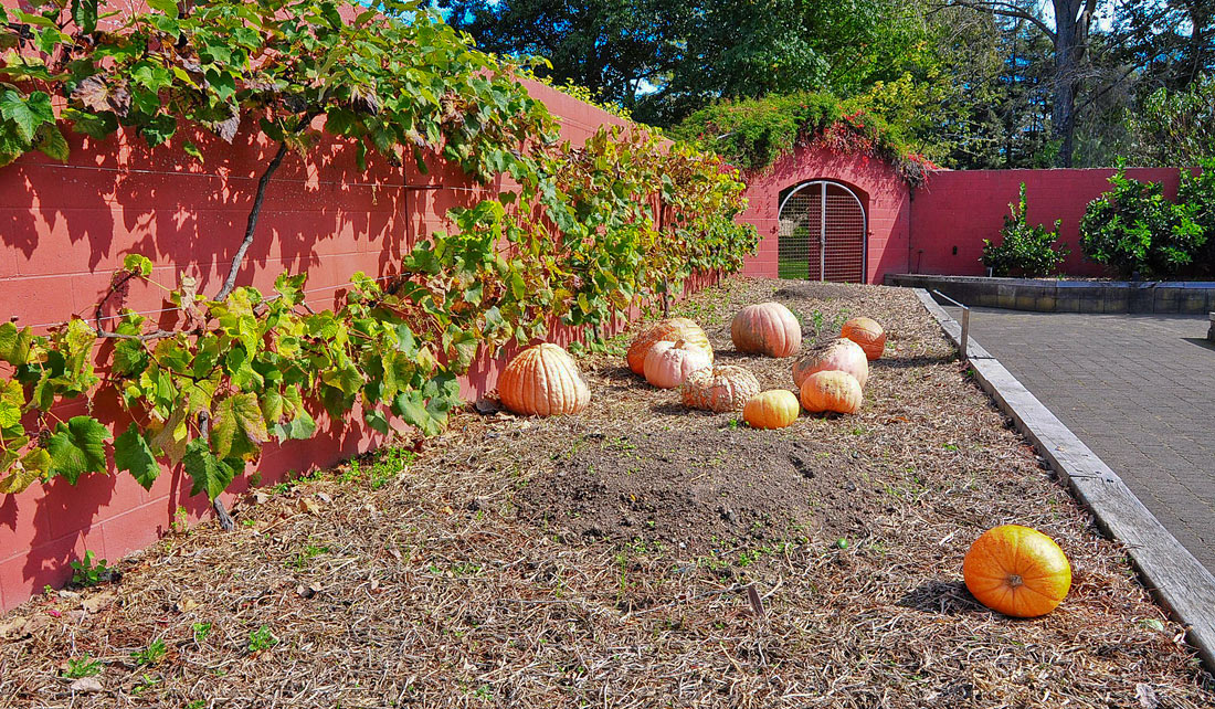 photo "Harvest" tags: nature, still life, flowers