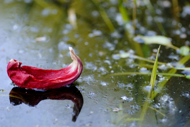 photo "***" tags: landscape, nature, flowers, water