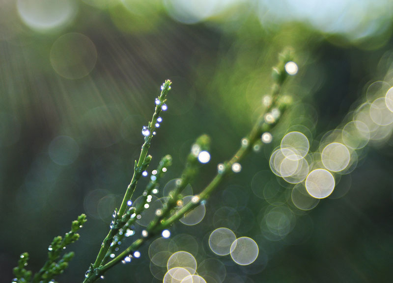 photo "***" tags: nature, macro and close-up, flowers