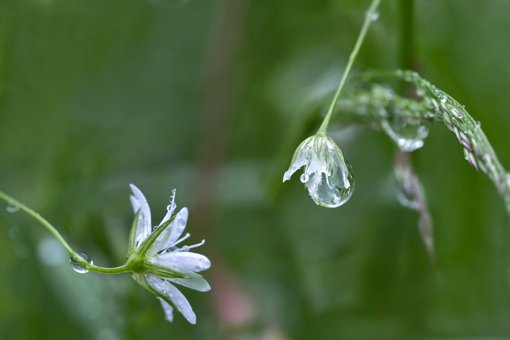 photo "Attraction" tags: nature, macro and close-up, flowers