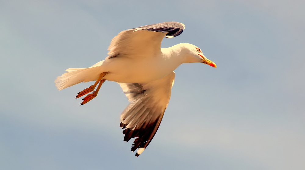 photo ""A Sea-gull"" tags: nature, wild animals