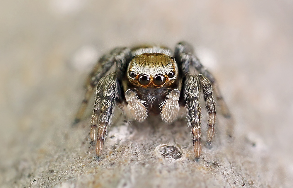 photo "паук-скакун" tags: macro and close-up, nature, insect