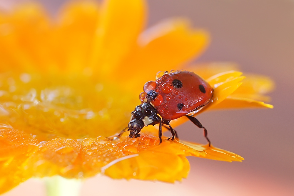 photo "макро,божья коровка" tags: macro and close-up, nature, insect