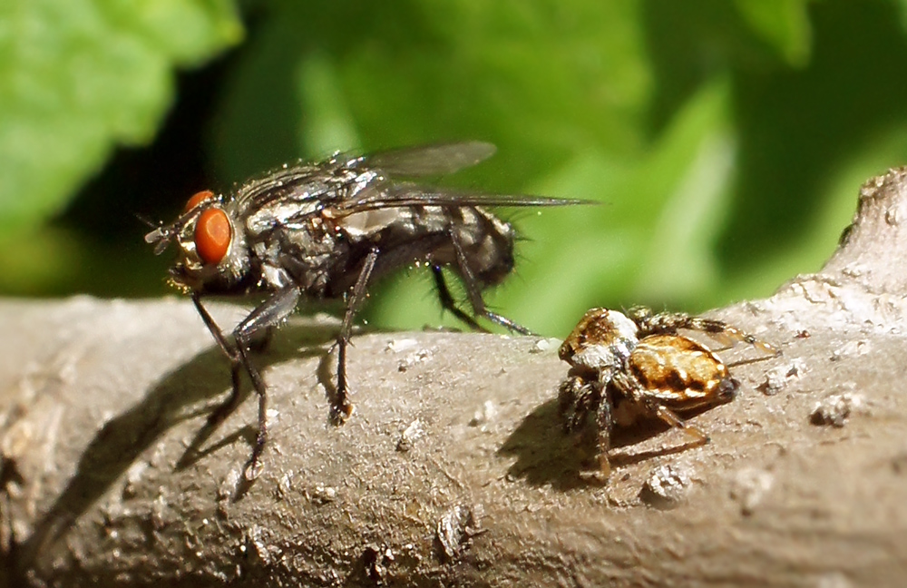 photo "макро,муха,паук-скакун,юмор" tags: nature, genre, insect