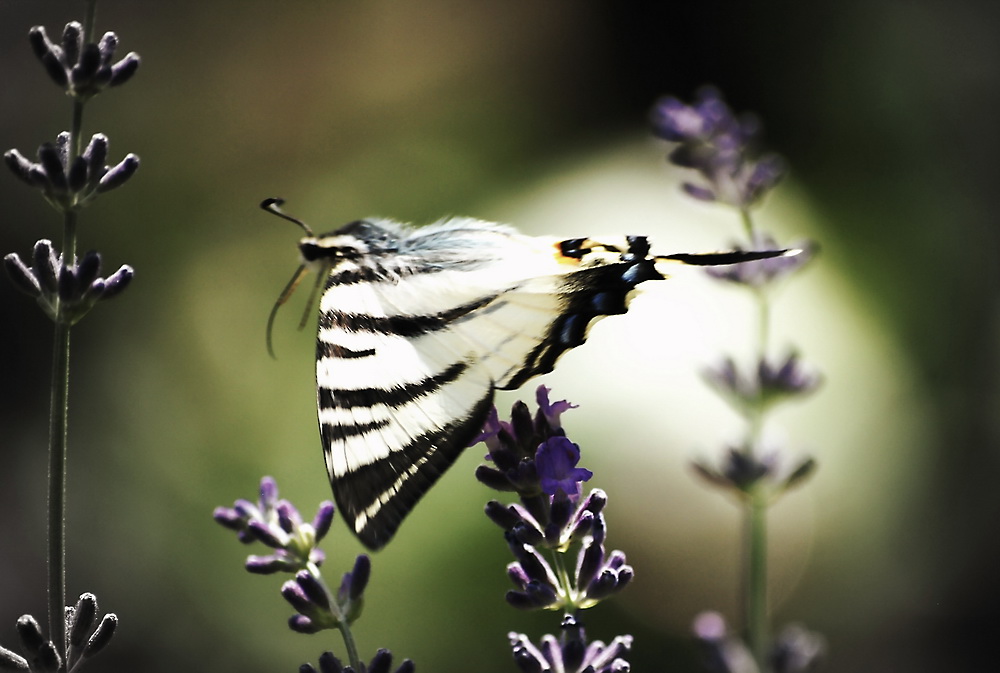 photo "***" tags: nature, flowers, insect