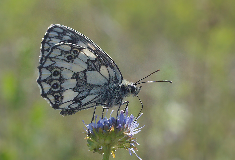 photo "макро,бабочка" tags: macro and close-up, nature, insect