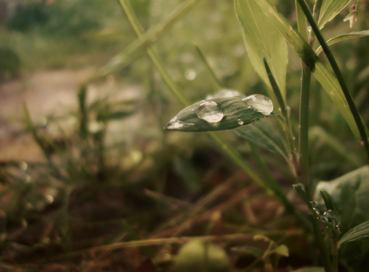 photo "The leaf" tags: nature, flowers