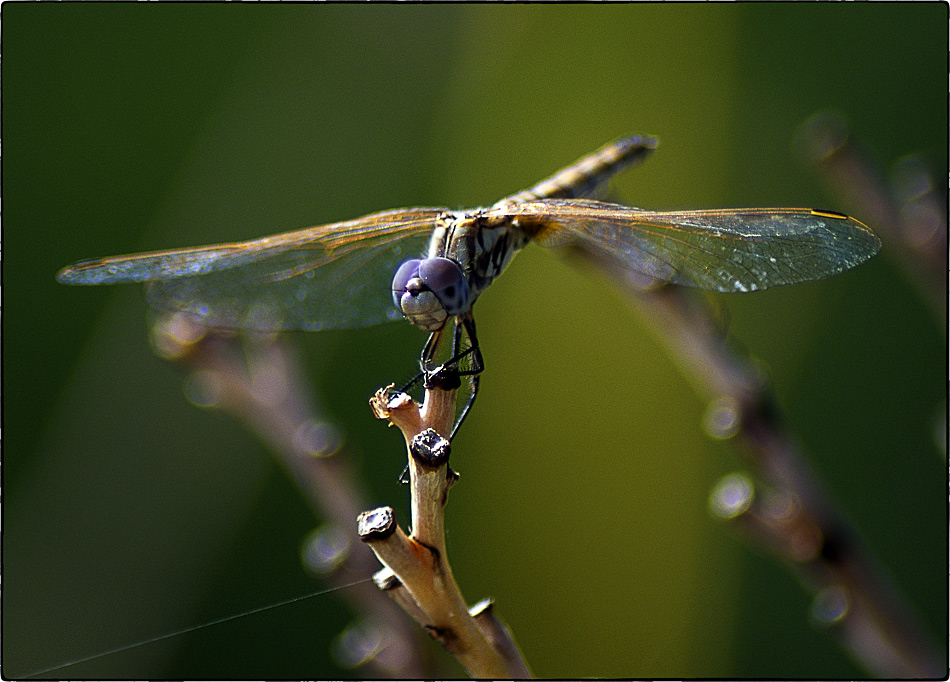 photo "dragonfly" tags: nature, macro and close-up, insect